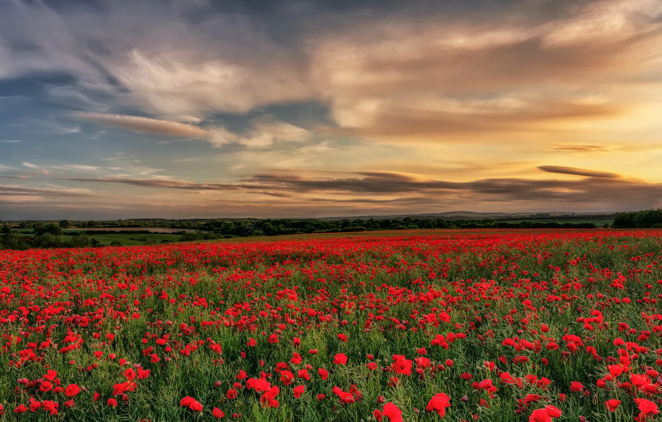 Photo wallpaper field, the sky, clouds, trees, sunset, flowers, England, Maki