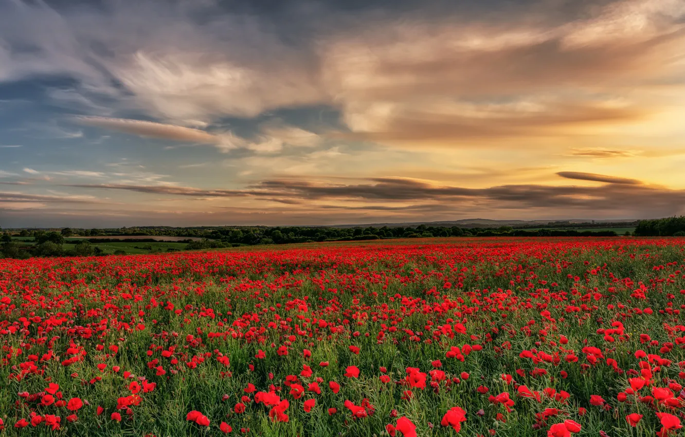 Photo wallpaper field, the sky, clouds, trees, sunset, flowers, red, England