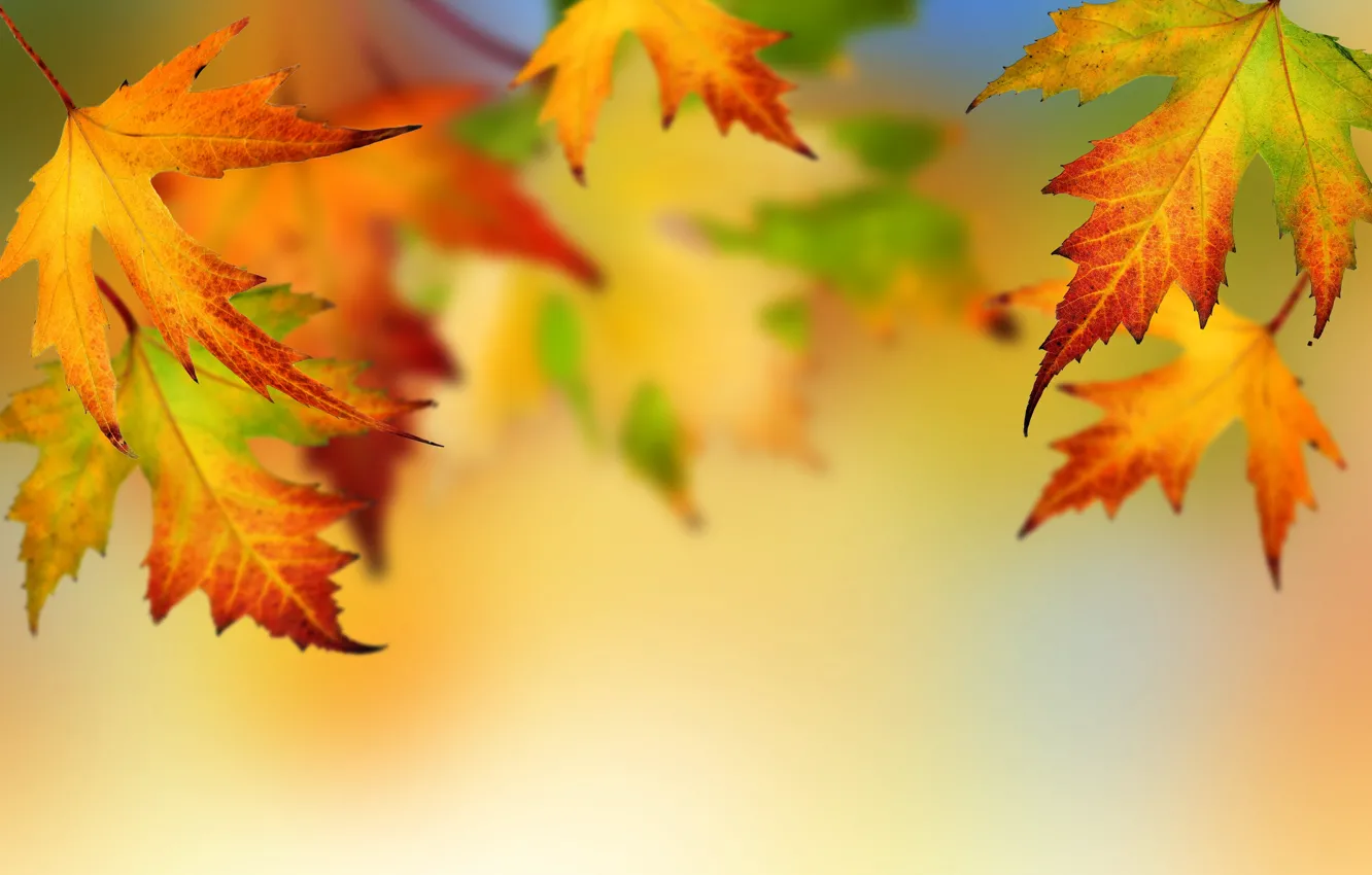 Photo wallpaper autumn, leaves, autumn, leaves, fall, maple