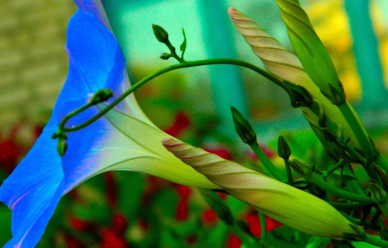 Photo wallpaper macro, blue, petals, stem, buds