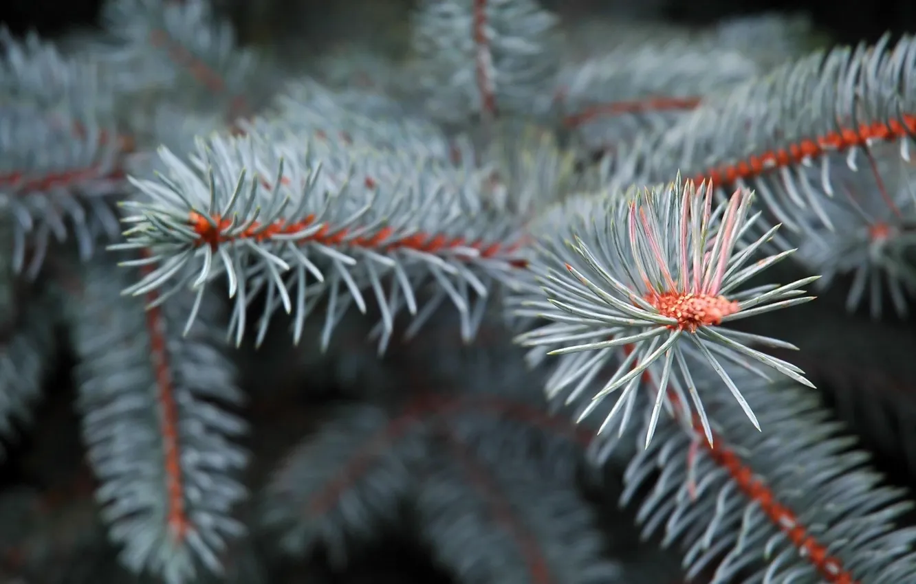 Photo wallpaper macro, needles, photo, a sprig of Holly, blue spruce
