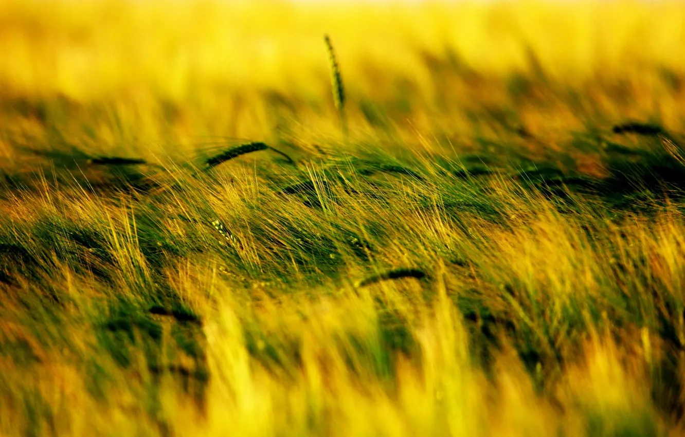 Photo wallpaper grass, nature, spikelets, plants. prole