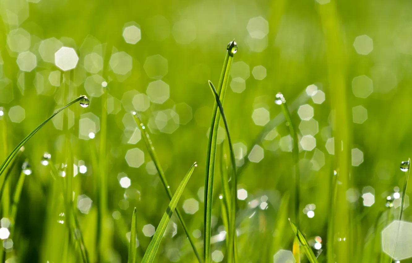 Photo wallpaper greens, grass, drops, Rosa, glare, bokeh
