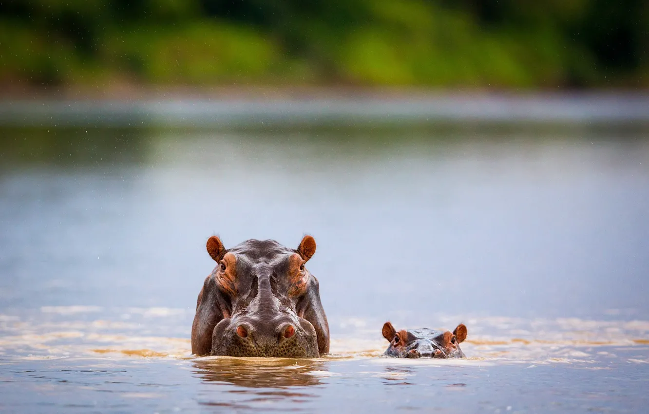 Photo wallpaper children, river, Hippo, wildlife, direct look