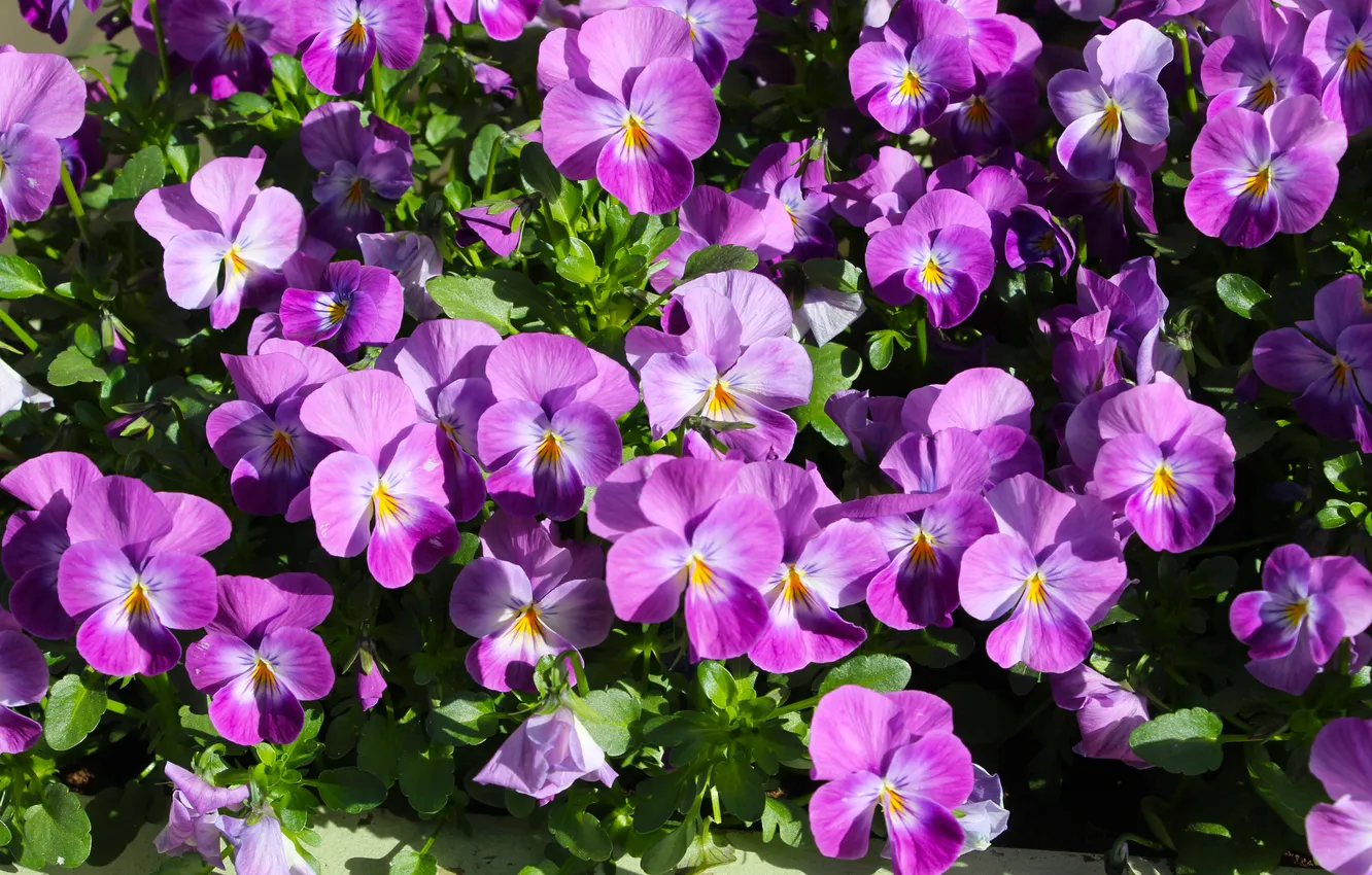 Photo wallpaper garden, blooming, Pansies