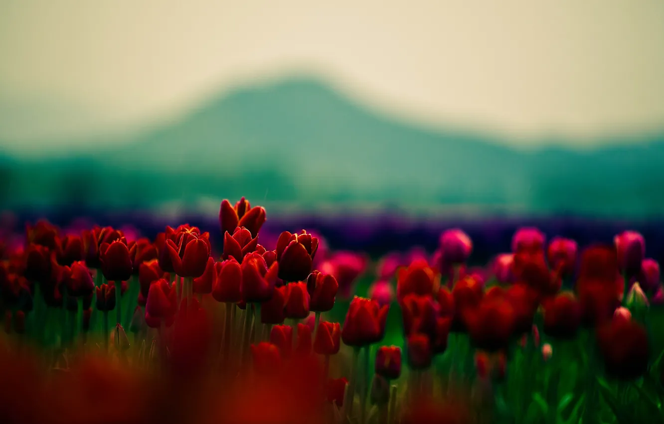 Photo wallpaper beauty, focus, petals, tulips, red, flowers, widescreen Wallpaper, flowers
