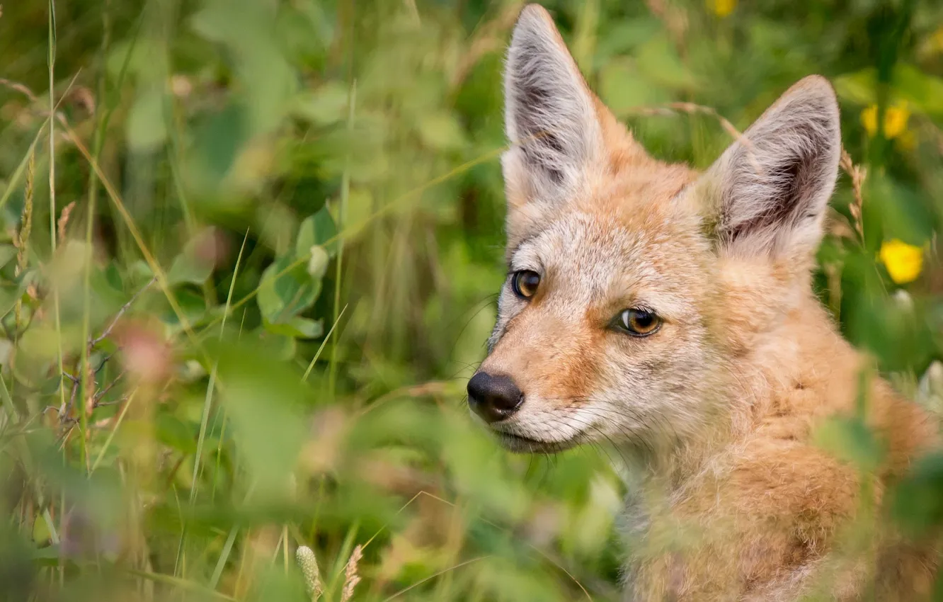 Photo wallpaper portrait, look, puppy, teen, face, greens, grass, coyote