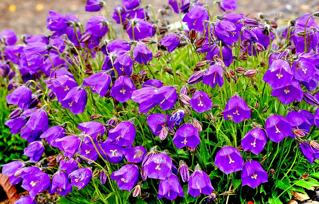 Photo wallpaper flowers, purple, bells