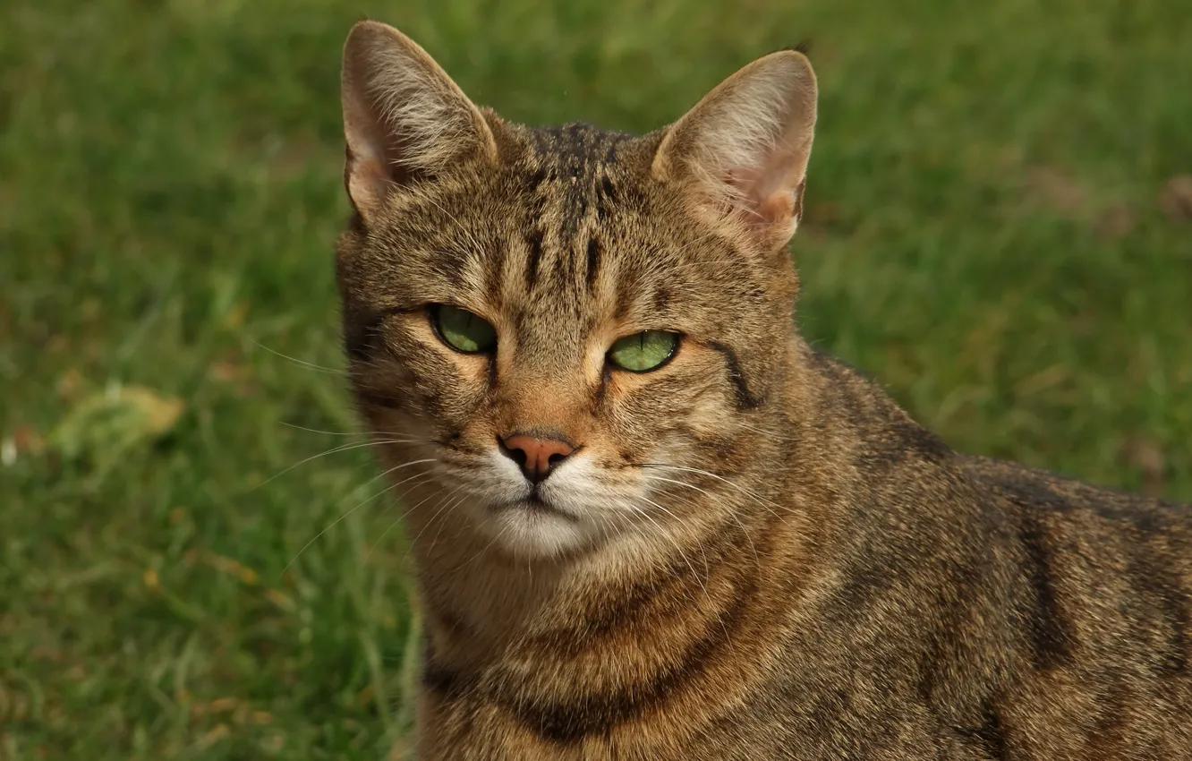 Photo wallpaper cat, grass, cat, glade, portrait, wild, green eyes, European