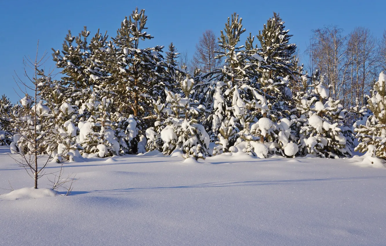 Photo wallpaper winter, forest, snow, trees, nature, frost, pine