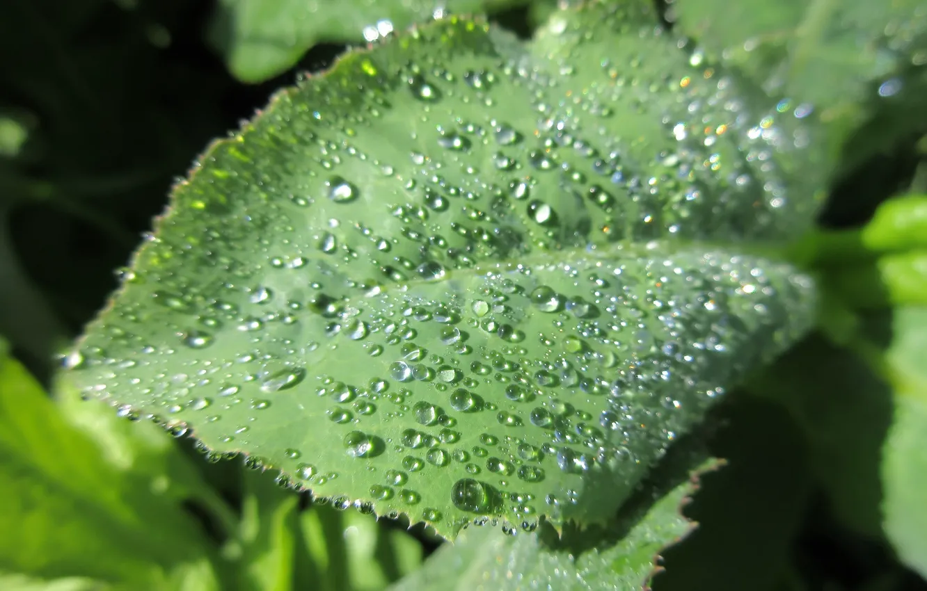 Photo wallpaper grass, drops, Rosa, morning, leaf