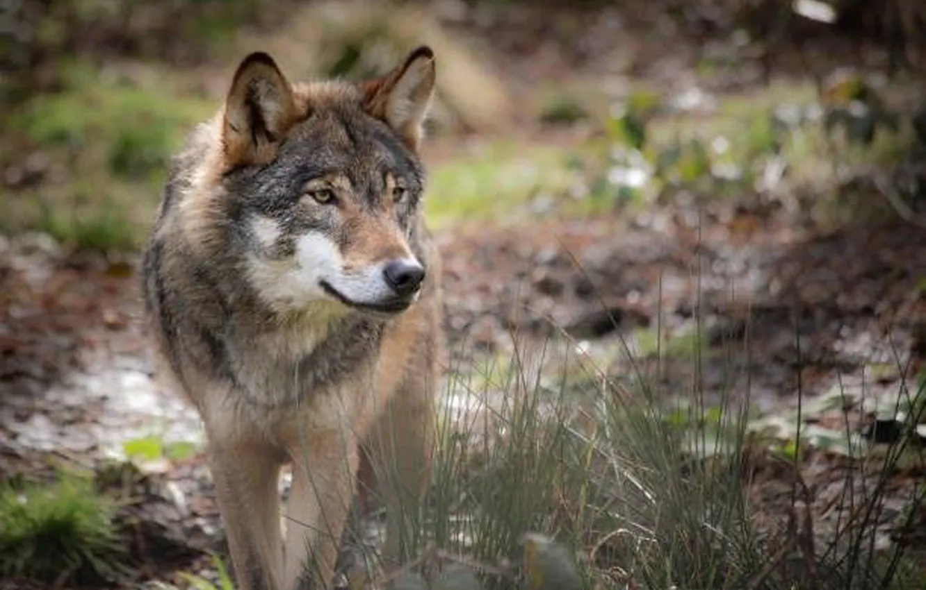 Photo wallpaper Predator, nature, snow, face, animal, wolf, canis lupus, wildlife