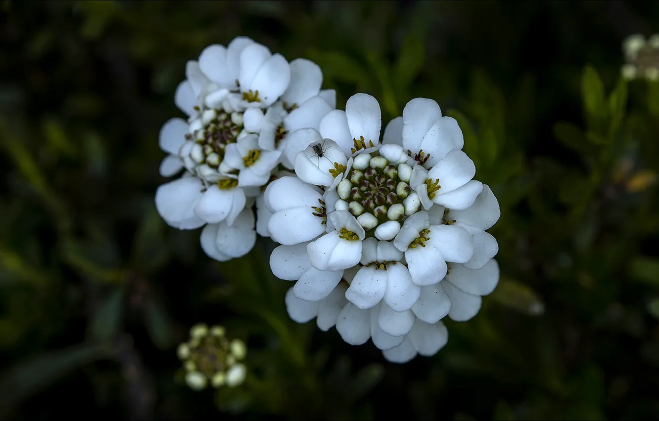 Photo wallpaper flowers, nature, nature, flowers, other, other