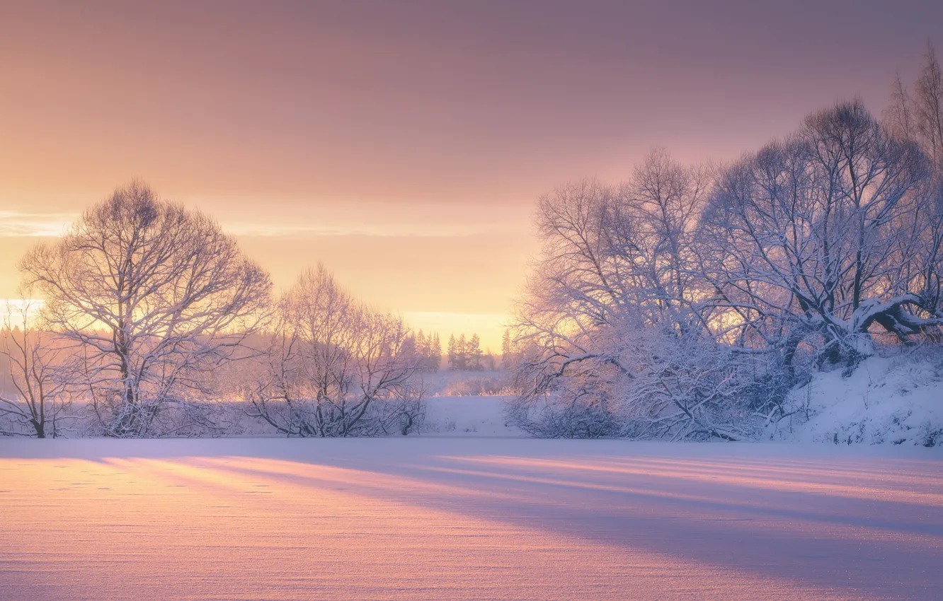 Photo wallpaper winter, snow, trees, dawn, morning, frost, Roman Murashov
