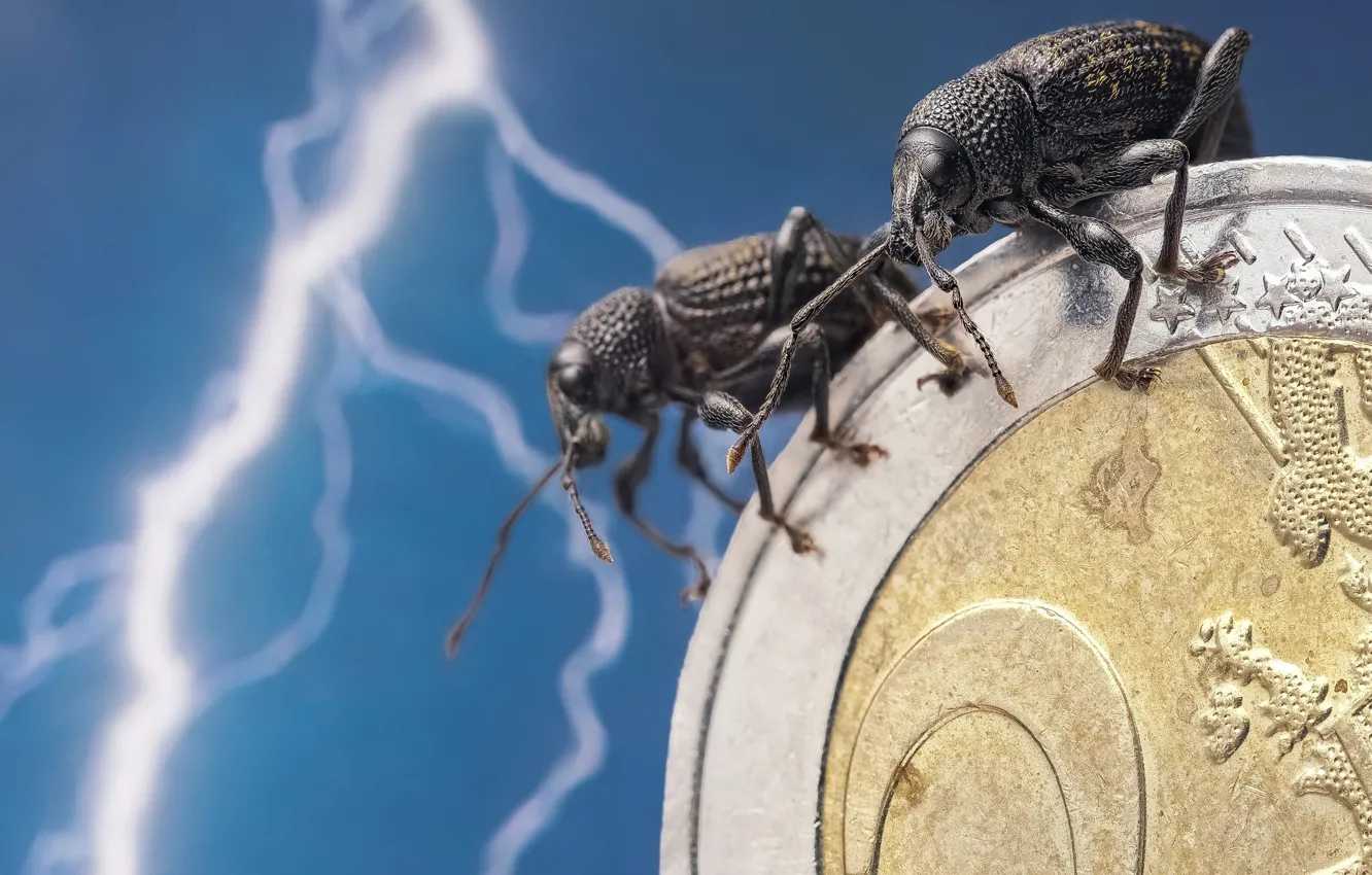 Photo wallpaper macro, lightning, beetle, insect, Euro, coins, a couple, weevil
