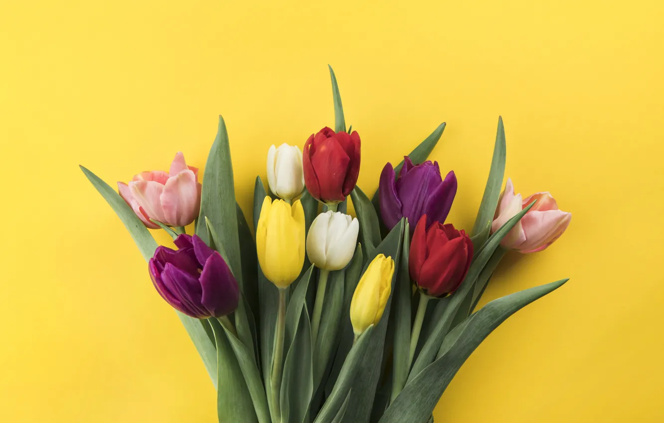 Photo wallpaper flowers, colorful, tulips, flowers, beautiful, tulips, spring, multicolored