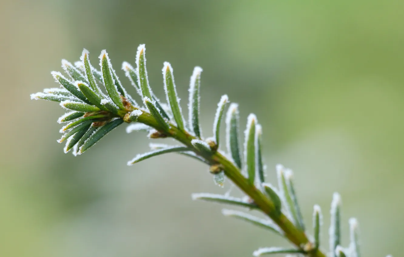 Photo wallpaper winter, spruce, twig, hoarfrost