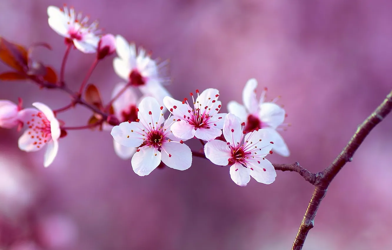 Photo wallpaper flowers, nature, beauty, branch, spring