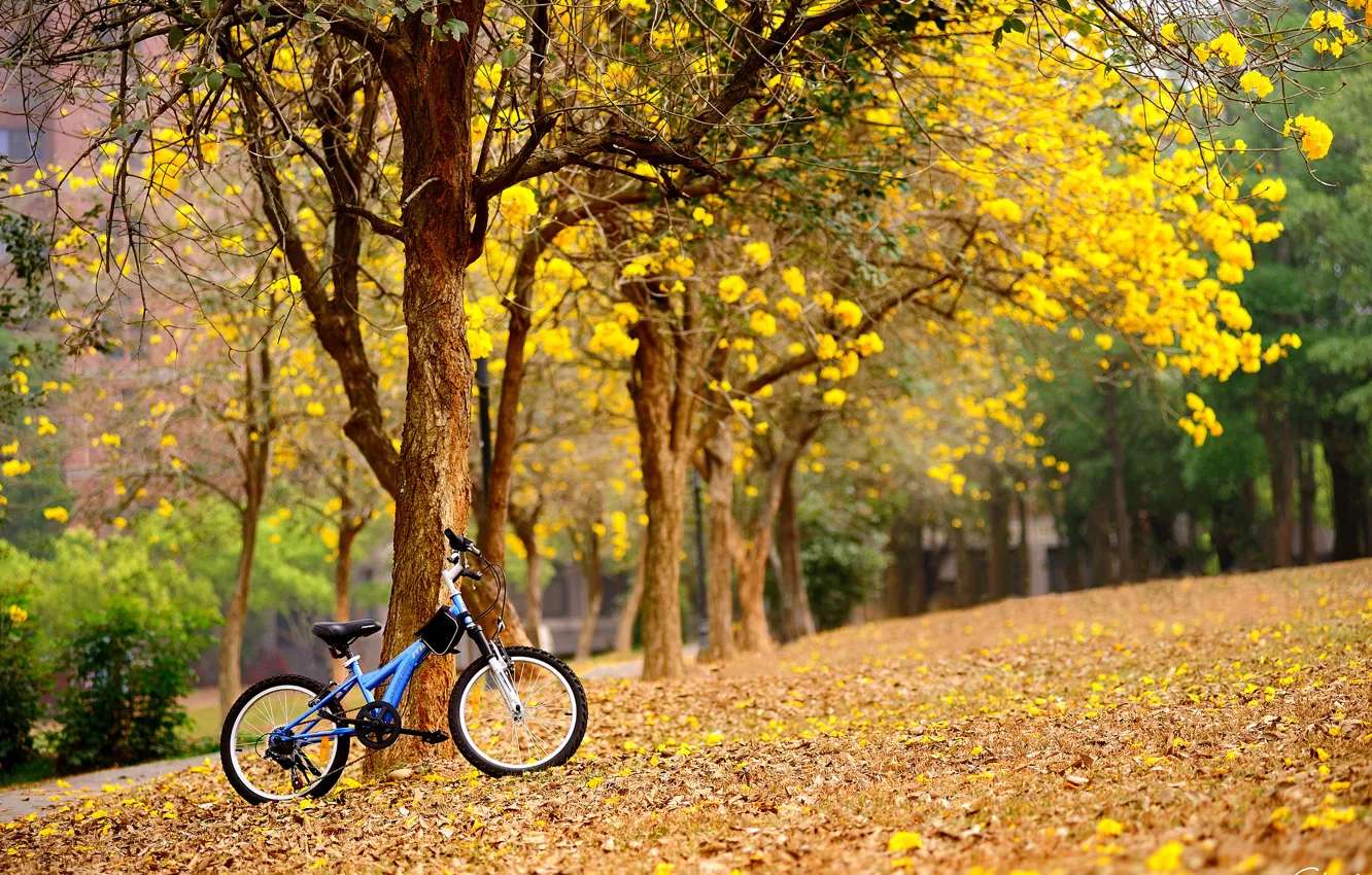 Photo wallpaper trees, flowers, yellow, bike, spring