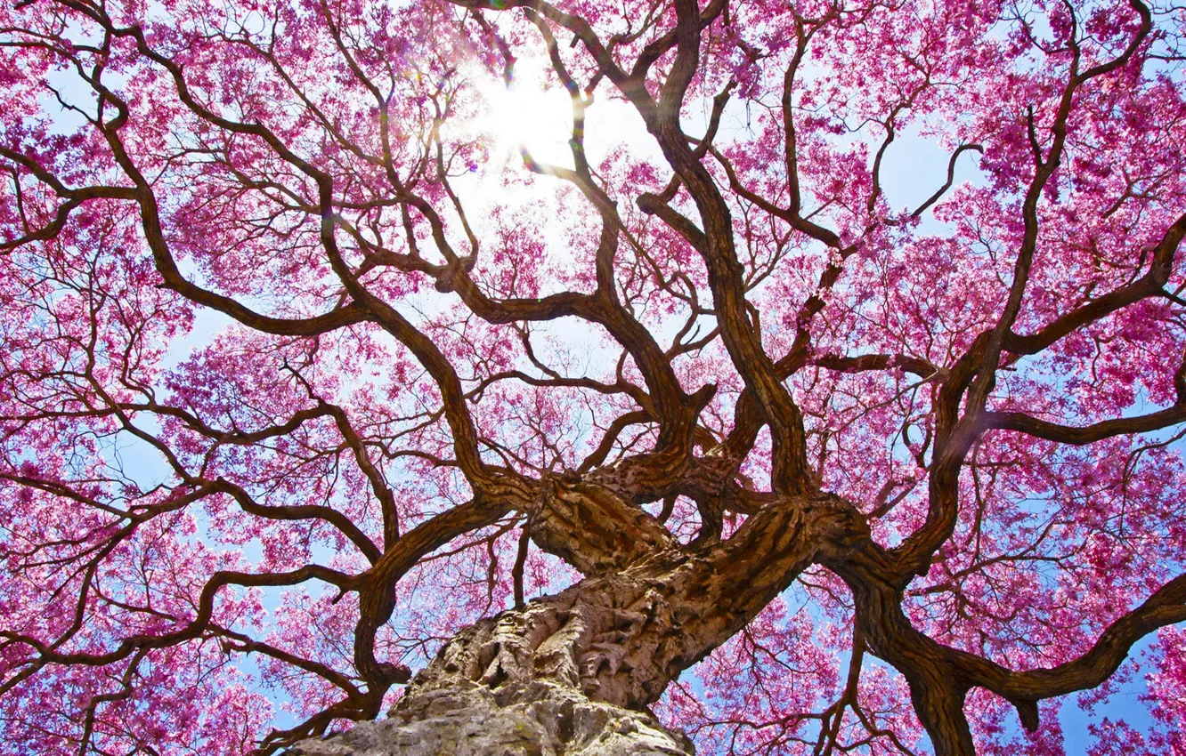 Photo wallpaper the sun, light, flowers, tree, spring