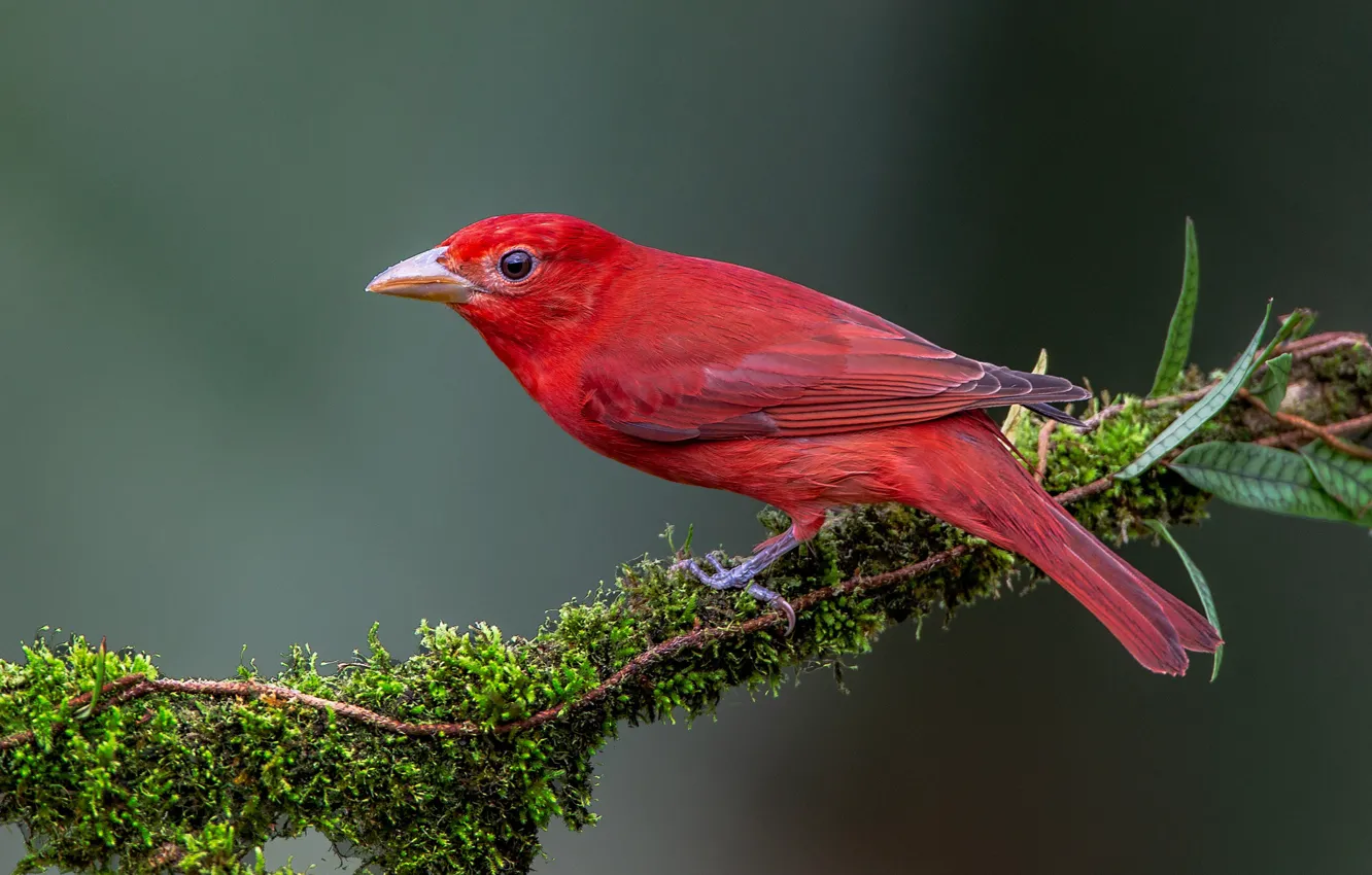Photo wallpaper background, bird, branch, Scarlet piranga