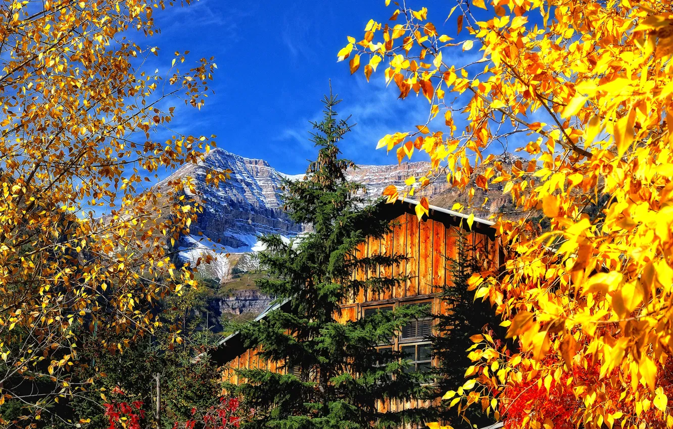 Photo wallpaper autumn, forest, nature, home, house, forest, nature, autumn