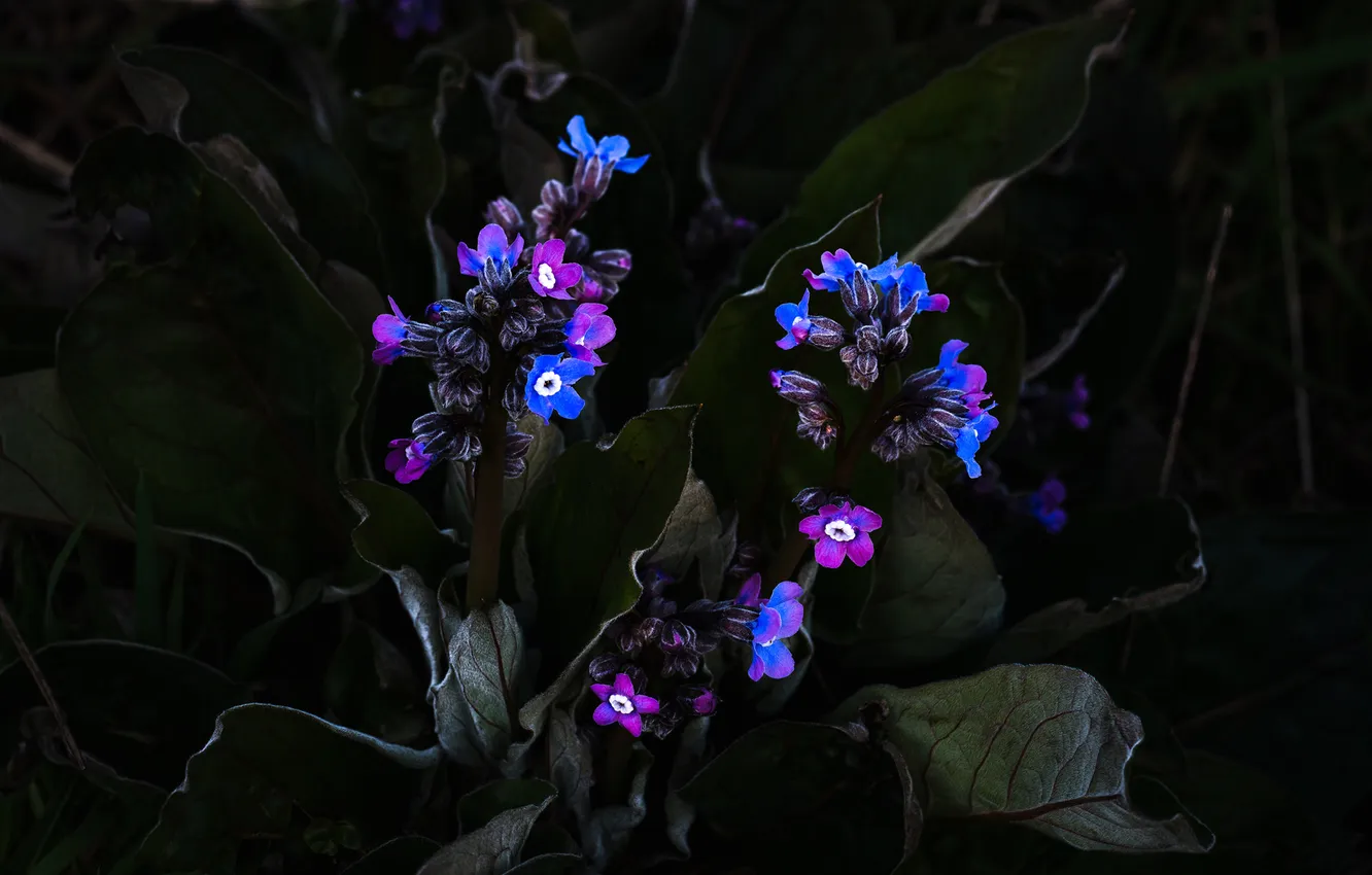 Photo wallpaper leaves, background, the darkness, petals