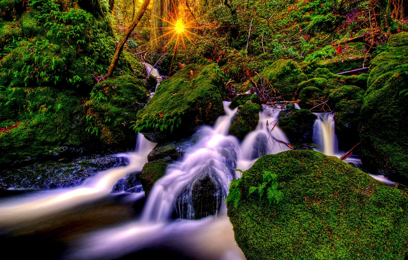 Photo wallpaper greens, forest, trees, waterfall, moss, treatment, the rays of the sun
