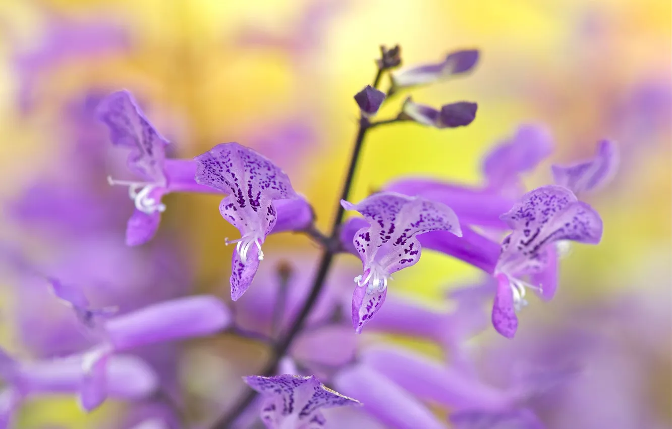 Photo wallpaper plant, petals, stem, exotic