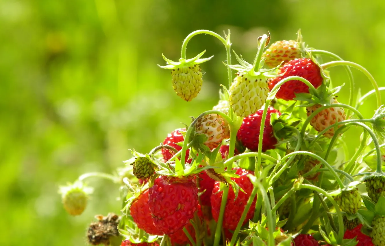 Photo wallpaper bouquet, strawberries, aroma