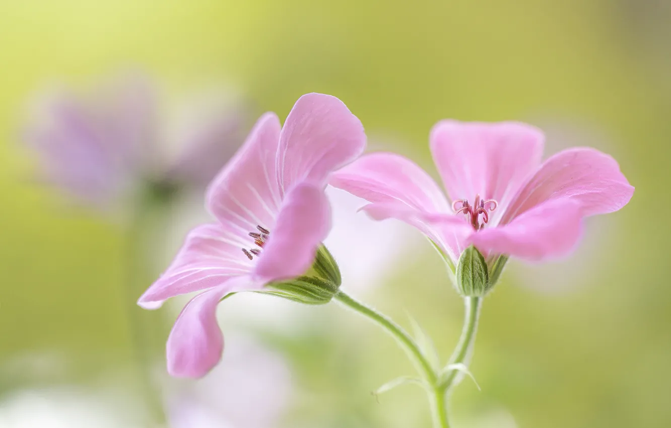 Photo wallpaper flowers, background, pink