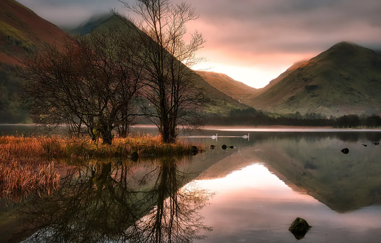 Photo wallpaper trees, branches, shore, swans, pond