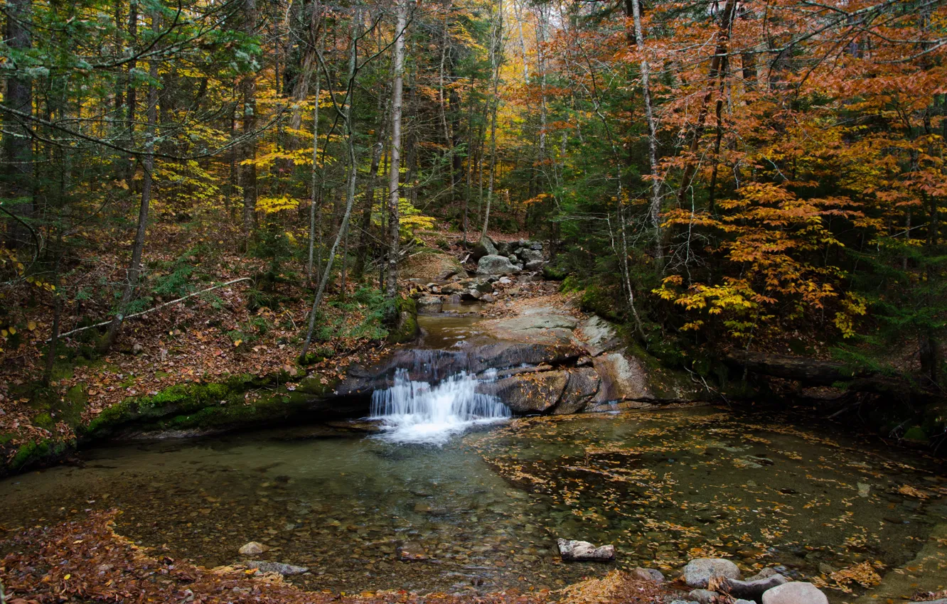 Photo wallpaper Autumn, Trees, Forest, Stream, Fall, Foliage, Autumn, Waterfall