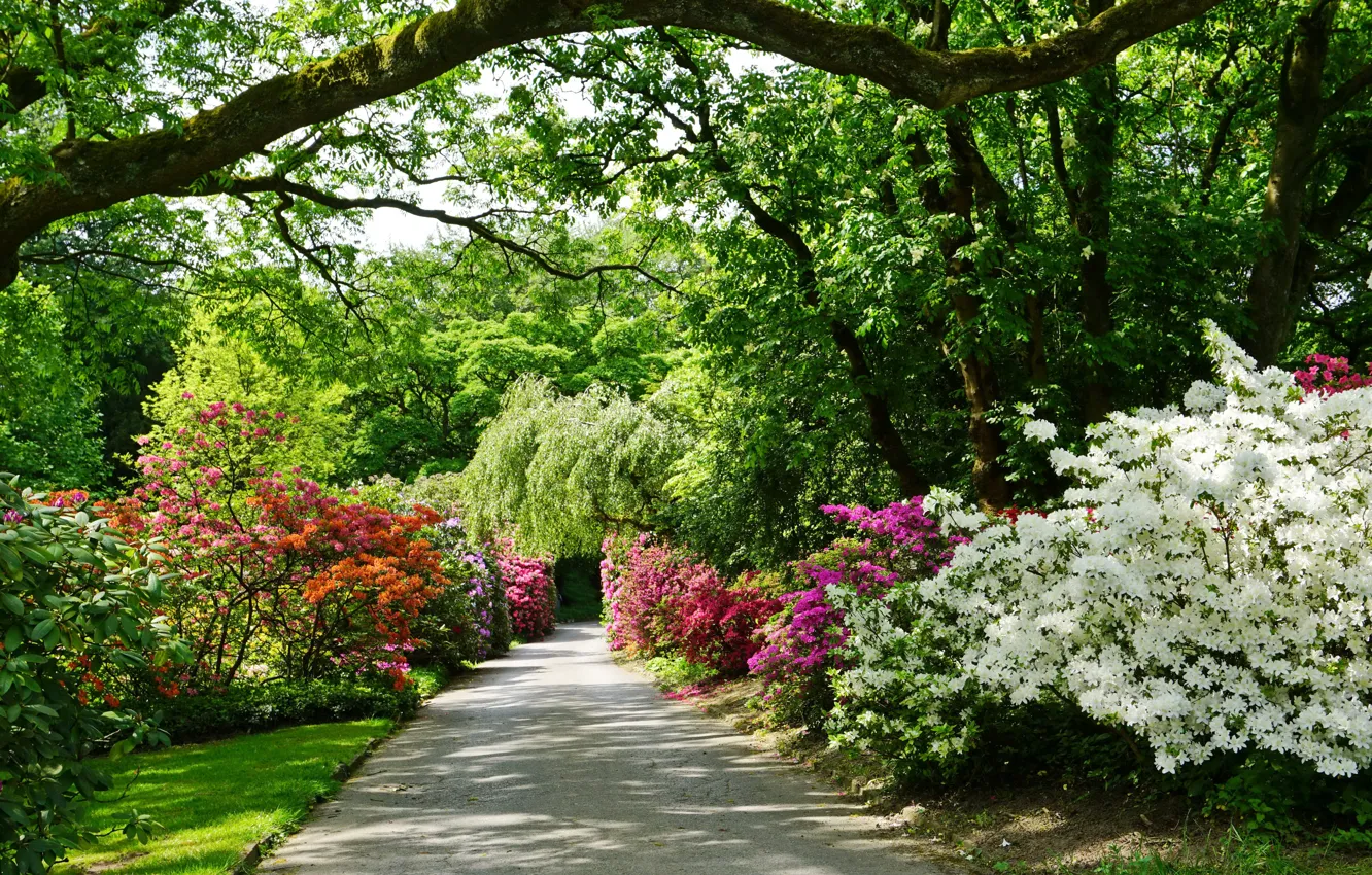 Photo wallpaper greens, trees, flowers, Park, Germany, track, alley, the bushes