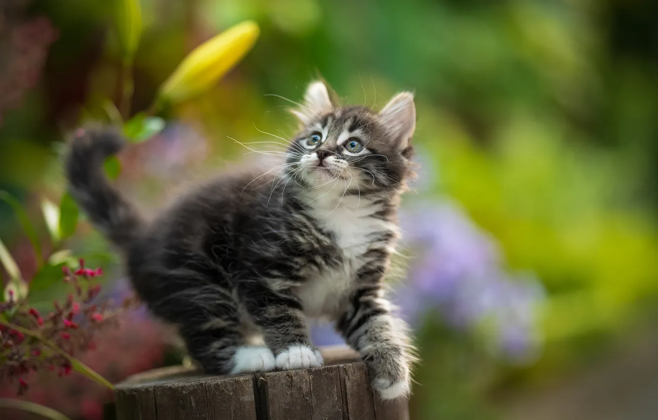 Photo wallpaper grey, blur, kitty, deck, Yuriy Korotun