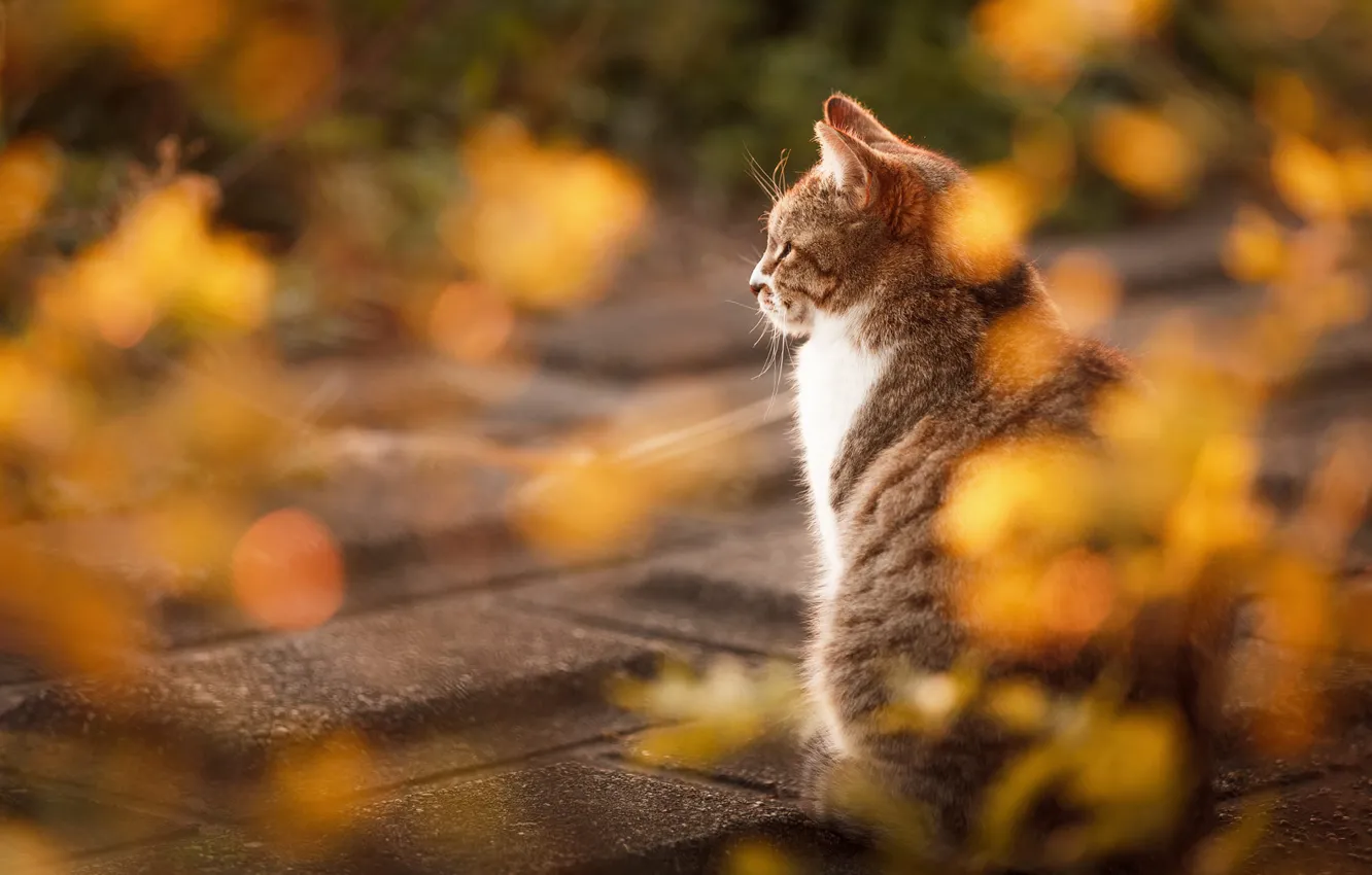 Photo wallpaper autumn, cat, cat, look, light, nature, tile, back