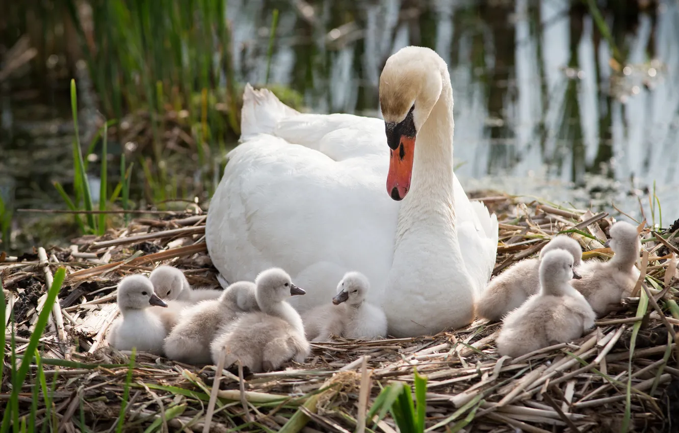 Photo wallpaper bird, socket, swans, pond, mother, brood, the Lebeda