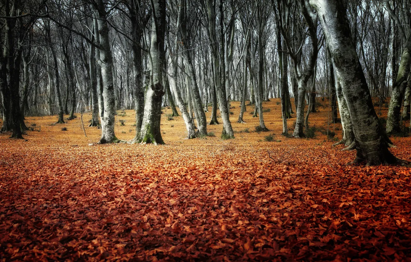 Photo wallpaper autumn, forest, trees, Park