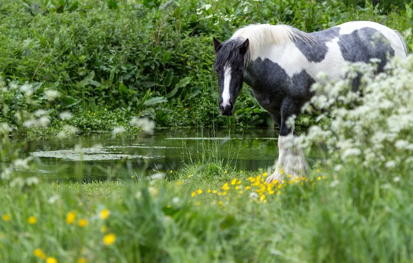 Photo wallpaper grass, water, horse