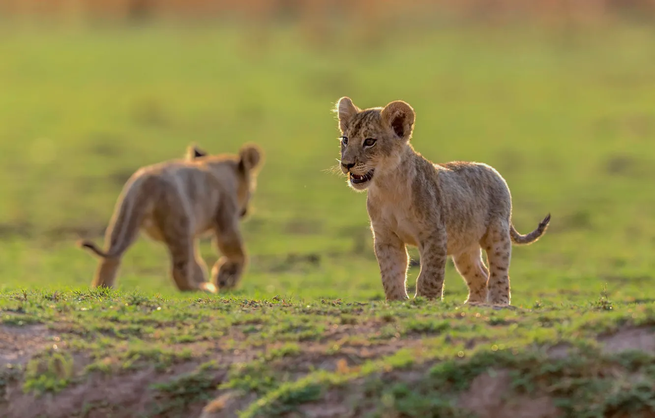 Photo wallpaper glade, lion