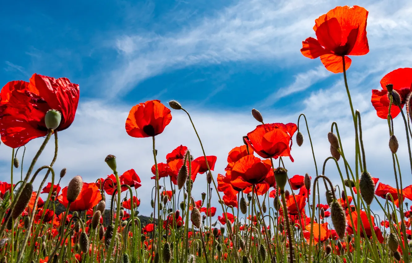 Photo wallpaper summer, clouds, flowers, red, blue, Maki, blue sky, poppy field