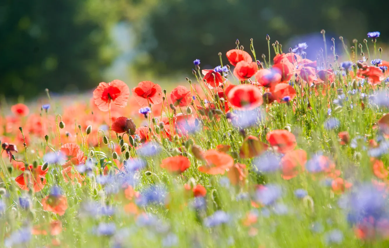 Photo wallpaper field, summer, light, flowers, nature, Maki, blur, cornflowers