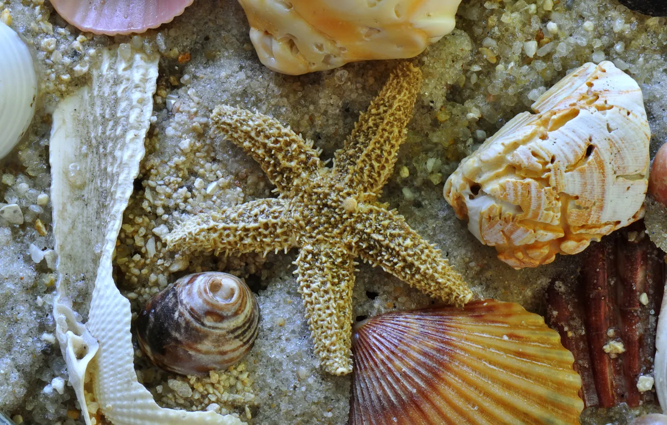 Photo wallpaper sand, sea, star, the bottom, sink, shell