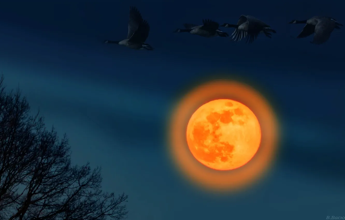 Photo wallpaper night, bird, the moon, halo, return