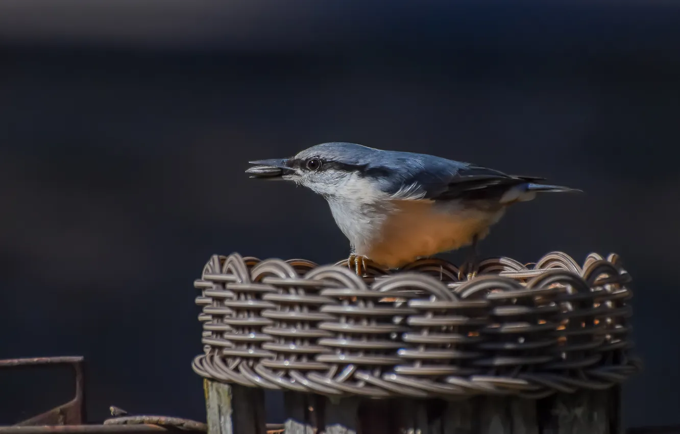 Photo wallpaper autumn, bird, nuthatch, photohunt