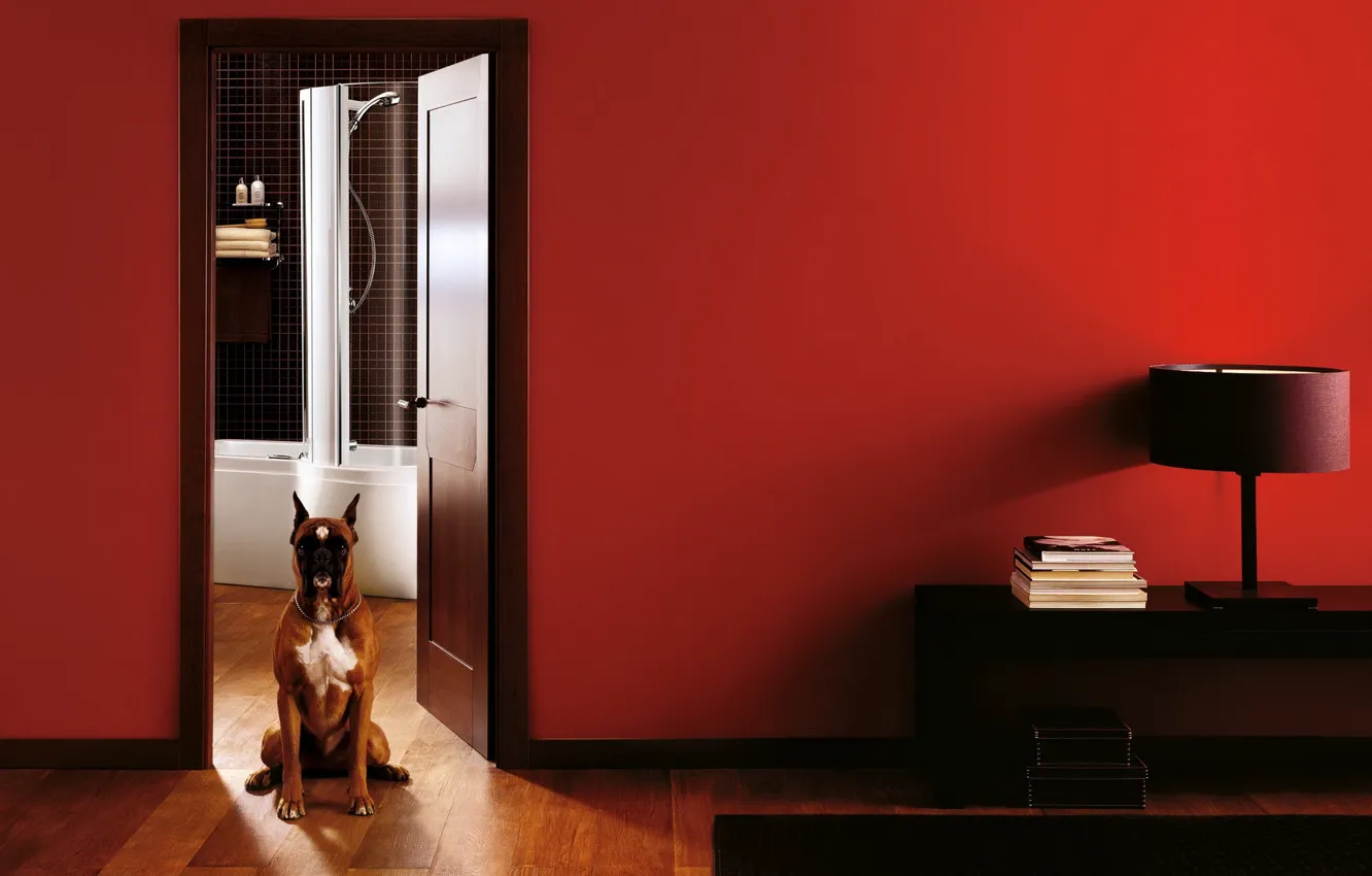 Photo wallpaper apartment, dog, boxer