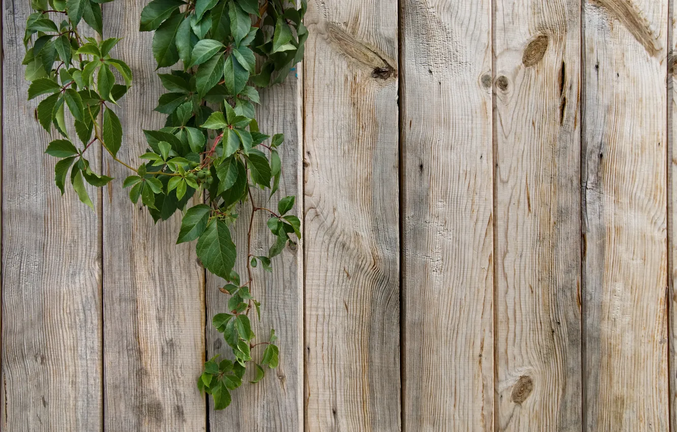 Photo wallpaper greens, leaves, nature, creative, plants, texture, macro fence