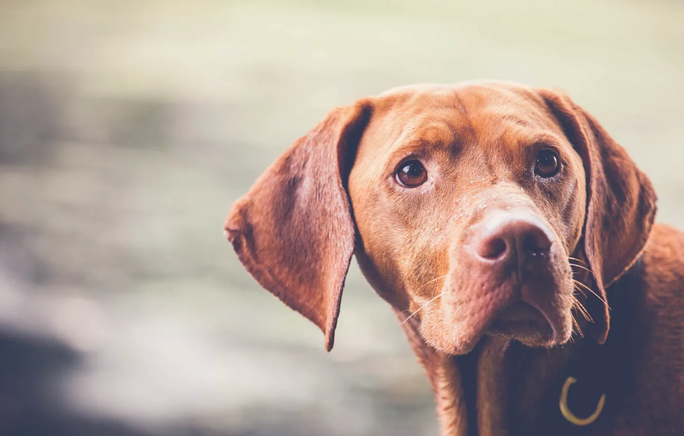 Photo wallpaper look, face, background, dog