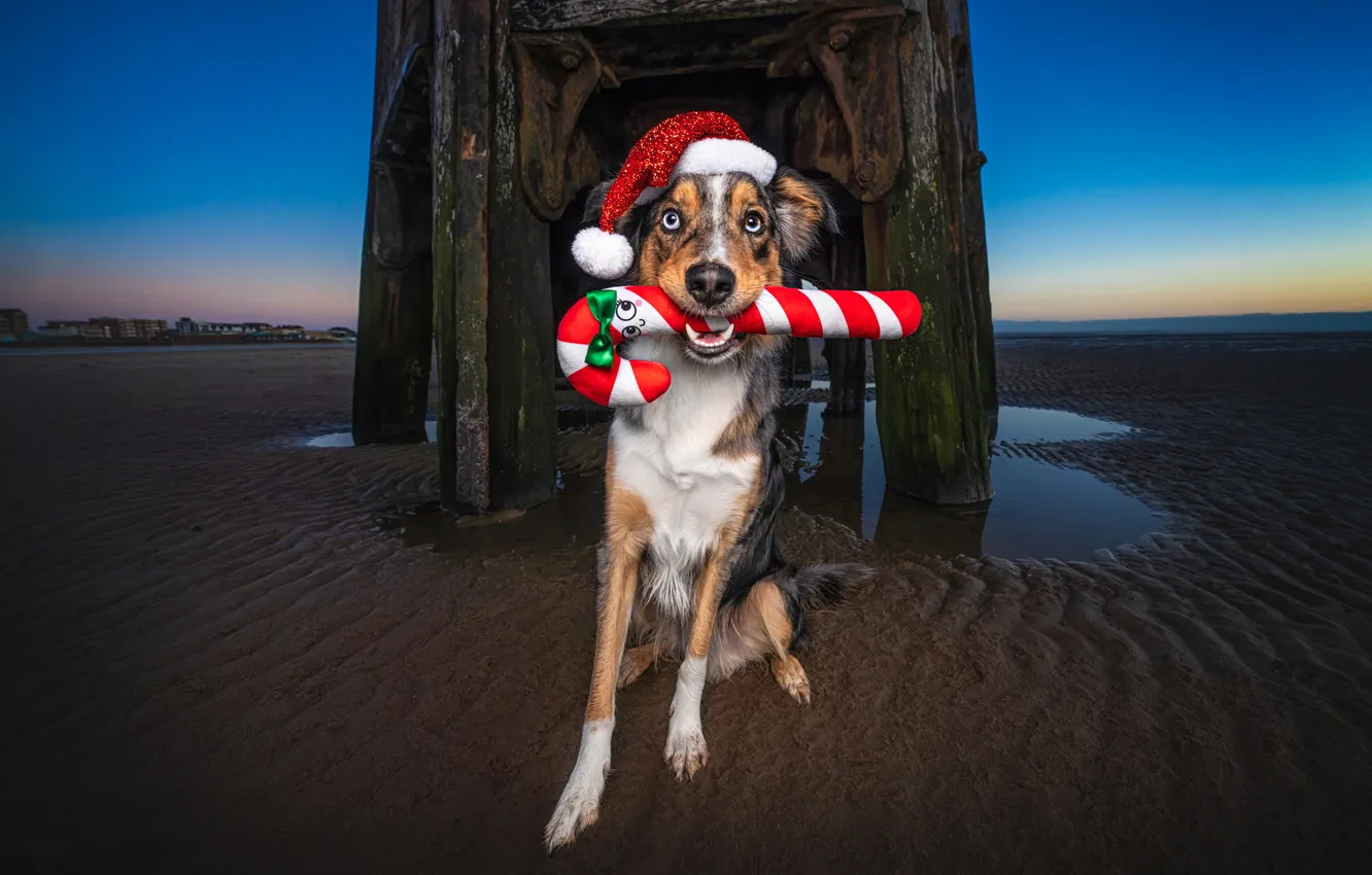 Photo wallpaper sand, sea, beach, look, water, nature, pose, blue