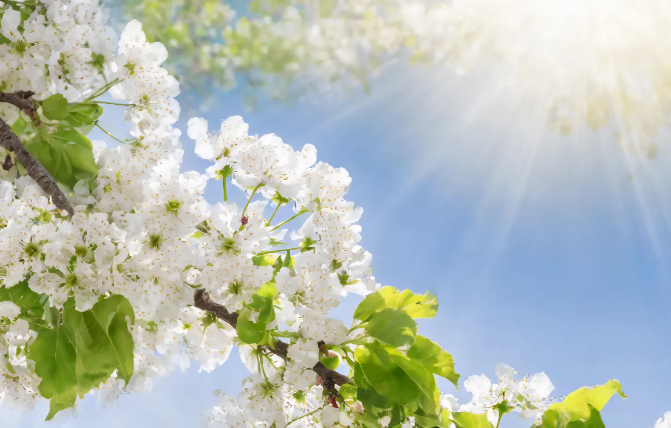 Photo wallpaper the sun, flowers, spring, sunshine, flowering, blossom, flowers, spring